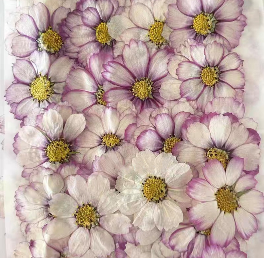 Body Jewelry Display Case - 60 stücke Gedrückt Getrocknete Kosmos Blume