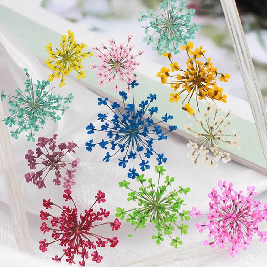 60 Stück gepresste getrocknete – Body Jewelry Display Case Bewertung und Preis